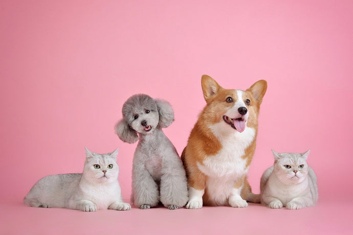 Hund oder Katze?